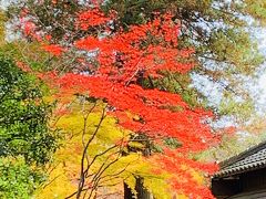 平林寺の紅葉狩り