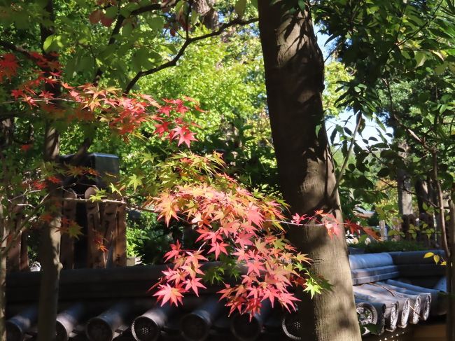 妻と松陰神社・鶴松山実相院を訪れました 世田谷 2019/11/13<br /><br />今日は、妻と姉と3人で世田谷線上町駅から徒歩6分の住宅街にある隠れ家的なお寿司屋さん「八志希」に寿司ランチを食べに行きます。<br />その前に、松陰神社を観光しようと思います。京王八王子から京王線で下高井戸駅へ行き、世田谷線に乗り換えて、松陰神社前駅まで行き、松陰神社通りを行けば、松陰神社に着きます。ついてびっくり、松陰神社は綺麗になったと言うか、随分雰囲気が変っていました。<br />神社内ある松下村塾もリニューアルされており、いつも塾内を見学できましたが、今は土日しか見学できなくなったようです。<br />松陰神社を見学した後、隣にある若林公園の桂太郎の墓にも立ち寄り、世田谷通りなどを歩き、お寿司屋さん「八志希」の最寄り駅の上町駅まで行きました。下見を兼ねて、お店まで歩いてみました。お寿司屋さん「八志希」は、住宅街にあり、駅からは、思ったより距離がありました。待ち合わせ時間には、まだ時間があったので、周辺を散歩しました。<br />散歩中に、素敵なお寺を発見、鶴松山実相院と言うお寺でした。綺麗な土塀に囲まれ、入口の素敵な山門はチョット狭め、参道を進んで行くと素敵なお庭が広がっていました。<br />丁度、風船を膨らましたイメージの感じがしました。手入れが行き届いたお庭には、様々な木々を始め、二重の塔、鐘楼、ししおどしなどがあり、十分に楽しめました。特に、壁越しの紅葉したもみじの風景は、素敵でした。世田谷豪徳寺に40年も住んでいるのに、こんな素敵なお寺を今まで知らなかったのは、恥ずかしい。