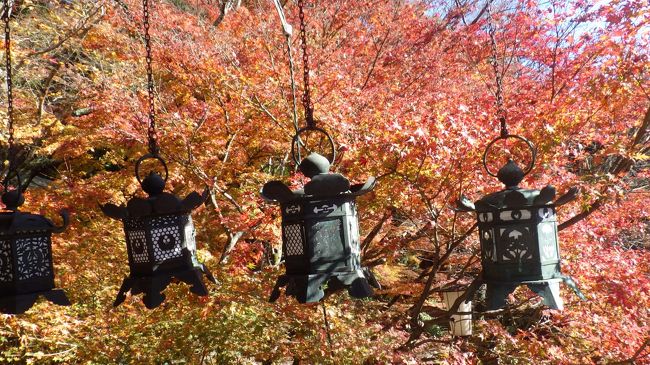 奈良県内紅葉のナンバー1談山神社、2奈良公園、3信貴山朝護孫寺、4長谷寺、5室生寺だそうです。名古屋を7時30分近鉄特急に乗り、名張乗り換え桜井に。奈良バスのバス停には多くの人が・・談山神社行きが2台来ています。談山神社は二か所の入山受付口があり、期待大でしたがモミジは多くありますが、色が思ったよりも冴えません。1時間半後桜井駅に戻り、近鉄に乗り二駅戻り長谷寺駅に。歩いて20分長谷寺に、仁王門を潜り長い登廊が続きます。宗宝蔵により、仏様、掛け軸等のお宝を見登廊に、両側にボタンのが植えられ、4月末の開花を待ったいます。登廊が右に折れこの辺り紅葉が素晴らしく綺麗です。また左に曲がり鐘楼に、ここで登廊は終わります。入母屋造りで正面に舞台が作られた大殿堂の本殿が目の前に。歴史を感ずる内部に入り本尊十一面観音菩薩を拝む。本殿舞台から紅葉した木々の奥に五重塔が望め素晴らしい。昼食後近鉄に乗り又二駅戻り、室生口大野駅に降りるが、室生寺行きのバスは1時間後。歩いて5分お小野寺に、宇陀川の対岸の大岩に11.5m弥勒様の立像が彫られた弥勒磨崖仏かあります。バスで15分ボタンで有名な女人高野の室生寺に、太鼓橋を渡ると本坊に突き当たりますが、右に折れ受付に。立派な仁王門からの紅葉が、また弥勒堂と金堂の間から本堂が、その奥に五重塔が望めこの周辺モミジが多く綺麗です。急ぎでしたが三か所、プラス一寺紅葉の有名所を見てきました。