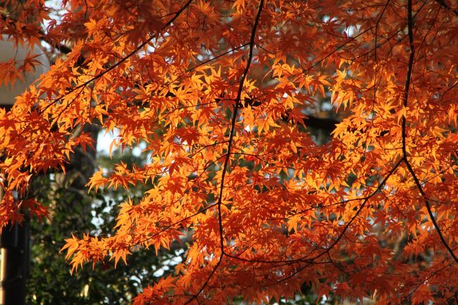 大山巌（おおやまいわお）墓所に通じる、参道約2００ｍにモミジ並木が続いている。<br />大山巌とは【明治から大正期に活躍した政治家・陸軍軍人です。 日本陸軍の創設に貢献し、日清戦争と日露戦争では日本軍の司令官として出征しました。 大正５年（１９１６年）に７４歳で没。】アジア歴史資料センターより<br />着いた時は曇り空･･･がっかりであったが･･･夕陽が照ってきた！！<br />傑作作品を少々ご覧ください。