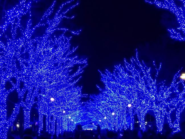 初めて青の洞窟.<br />渋谷公園通りから代々木公園までの800m。<br />通りを歩いていると、だんだん青の電飾が多くなってくる。<br />代々木公園まで行くと、一面、青、青、青…。<br />幻想的な世界が広がっていた。