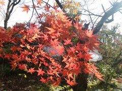 京都の紅葉の穴場をめぐる（１）吉田山から黒谷さん　泉涌寺