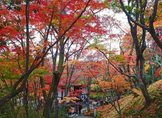 毎年、桜と紅葉の季節になると「そうだ、京都へ行こう」のフレーズが脳裏に浮かびます。　昨年秋に訪れた大原三千院の好印象があり、本年も大阪への所用ついでにプチ紅葉狩りを敢行。　どうも京都というと京阪電車でのアクセスが良い東側ばかり訪れているようで、今回は他の地域を訪れてみたいと思います。　京阪電鉄のＰＲ誌「おけいはん」の紅葉特集やＷＥＢページの「京都紅葉ＢＥＳＴ１０」など参考に、嵯峨野周辺を訪れてみることとします。<br />嵯峨野、嵐山周辺での「紅葉の名所」と調べれば、常寂光寺、二尊院、天竜寺、祇王寺、など出てきますが人気のありそうな常寂光寺を中心に散策することにして、大阪を出発。　　嵯峨野・嵐山あたりへはいつもの京阪よりもＪRや阪急のほうが便利そうなので、そうであればJRの切符を東京まで通しで買って京都で途中下車することにしました。　曇りのち若干日差し、という天気予報に期待しつつも、生憎の曇天が嵯峨・嵐山駅に着く頃には降り始めてしまい散々ですが、「雨の紅葉も風情あり」と自分に言い聞かせて駅前でビニール傘を買います。　結果とすれば最初に訪れた常寂光寺で既に紅葉がお腹一杯で、次に訪れた二尊院では雨が激しくなったことも手伝って駆け足散策、惰性で訪れた定番の渡月橋あたりも中○からの観光客を見に行ったかと言うが如くの有様。　それほどまでに常寂光寺の紅葉は見事でした。　京都駅を降りてから帰りの新幹線まで３時間半の文字通り「プチ」紅葉散策でした。