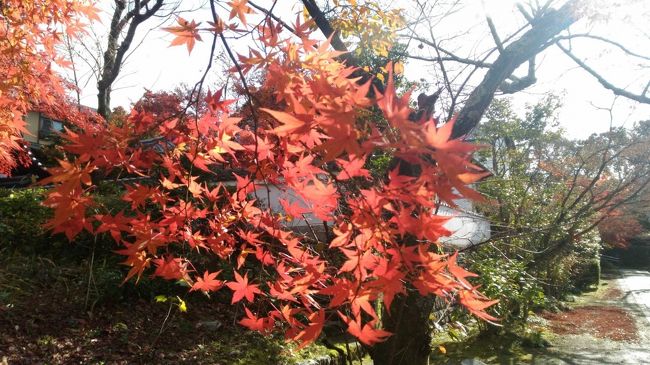 京都の紅葉の名所は各地にあり、東山といえば永観堂から南禅寺、知恩院から清水寺あたりは有名で確かに見事ですが、シーズンの休日は観光客でいっぱい。そこでこのルートを南北にちょっとずらして違うところに行ってみました。<br />洛陽三十三所観音巡礼のまだ行っていないところの御朱印集めを兼ねて、11月30日、百万遍～吉田神社～真如堂～黒谷と泉涌寺界隈を歩いてみました。<br />土曜日ながらそれほど混雑はなく晩秋の京都を楽しめました。<br /><br />