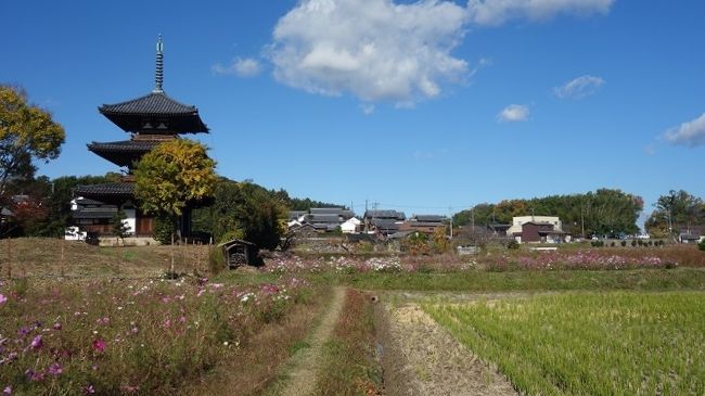 　晩秋の斑鳩路から富雄川そして秋篠川と大和を北に向けて輪行してきました。ここ暫くは、北から南へ下るルート（どちらにしても往復しているので同じですが）が多いので、何か景色が新鮮に見えます。法輪寺前へ車を置く前に土産を購入、和歌山産のミカンです。何故、大和で紀州のミカンとあまり深くお考えにならず、紀の川繋がり程度としましょう。<br />