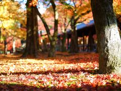 紅葉の京都・奈良・滋賀めぐり（その１）