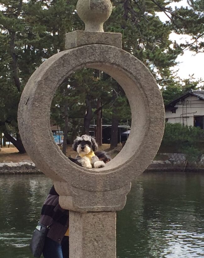ワンコと一緒 大所帯で天橋立へカニを食べに行きました 天橋立 宮津 京都 の旅行記 ブログ By はちさん フォートラベル ワンコと一緒 大所帯で天橋立へカニを食べに行きました 天橋立 宮津 京都 の旅行記 ブログ By はちさん フォートラベル