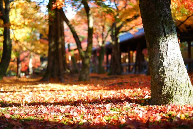 紅葉の京都・奈良・滋賀めぐり（その１）