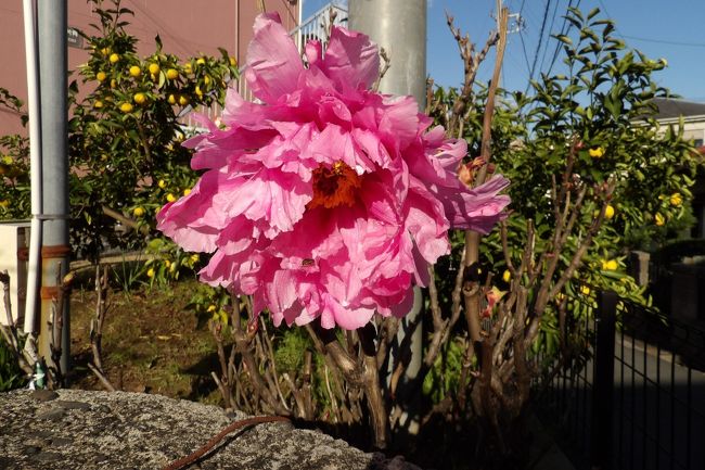 　葉が落ちた牡丹の木の先にピンクの花が着いているので、誰かが造花でも括り付けたのか？と思い、良く見ると冬に咲き出している牡丹の花である。この冬の時期に路地植えで春に咲いた牡丹がまた咲き出すとは思いもよらない出来事である。また、大きな蕾も3つ、小さな蕾も2つも付いている。今後、これからの寒さの中では3つの大きな蕾は開花する可能性もあろうが、2つの小さな蕾は開花が難しいかも知れない。<br />　牡丹は温度で開花するようで、咲く寸前に蕾のままで冷蔵庫に入れて開花時期を遅らすことができるのだという。すなわち、開花時期をずらして遅らせ、出荷時期に合わせるのだという。また、「寒牡丹」、「冬ぼたん」は牡丹の木を暖めて春のような陽気を人工的に作り出し、牡丹の花を咲かせている。鎌倉の鶴岡八幡宮の牡丹苑（https://4travel.jp/travelogue/10436868）や上野東照宮のぼたん苑（https://4travel.jp/travelogue/10854705）では昔からそのようにして咲かせた牡丹を冬の時期に有料で公開している。<br />　しかし、こうした暖房をしなくても路地植えの牡丹が春かと勘違いして咲き出すとは、今年（2019年）の秋の気候がいかに異常であったかを物語っている。嬉しいことに、今日は紫陽花（「雨に唄えば」）のピンクの花（https://dr-kimur.at.webry.info/201912/article_1.html）とピンクの牡丹の花と2つのピンクの花を見比べることができた。いづれも綺麗なピンクの花である。<br />（表紙写真は冬に開花した牡丹の花）<br />