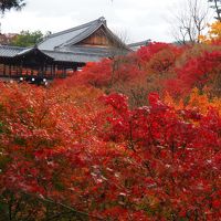2019京都紅葉旅行（２）東福寺、光明院、平等院、二条城、京都国立近代美術館