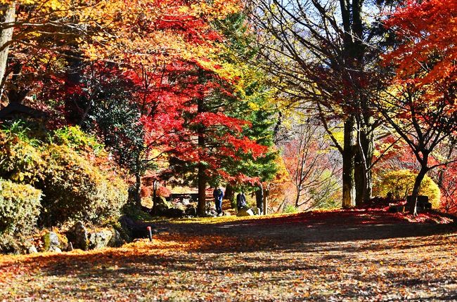 2019紅葉　豊田の奥座敷いなぶ大井平公園の紅葉（8）