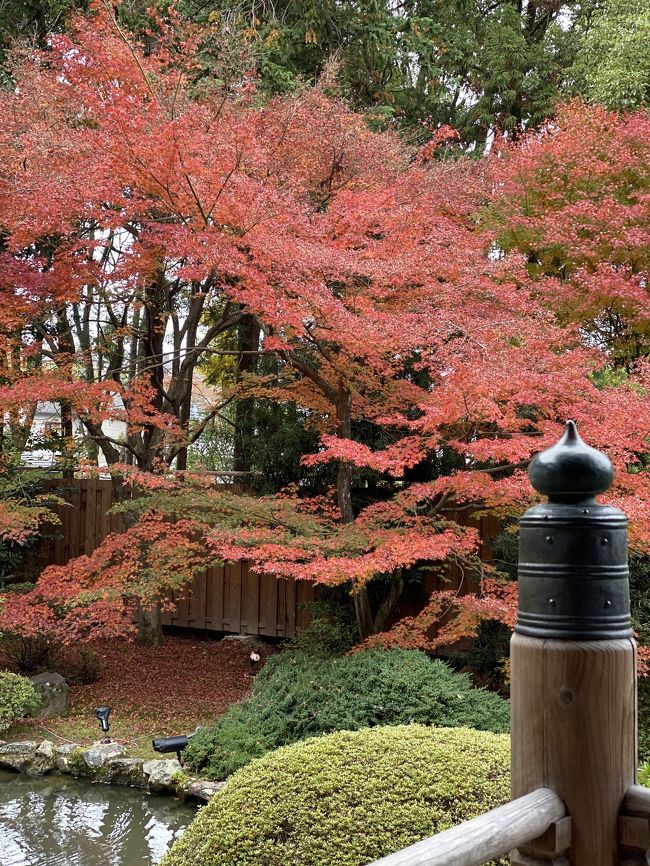 毎年恒例の京都紅葉旅行です(´∇｀)<br />今回は人が少なそうな山科をめぐりました