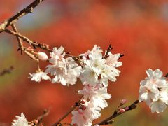 鮮やかな紅葉が遊歩道を包み込む須磨離宮公園