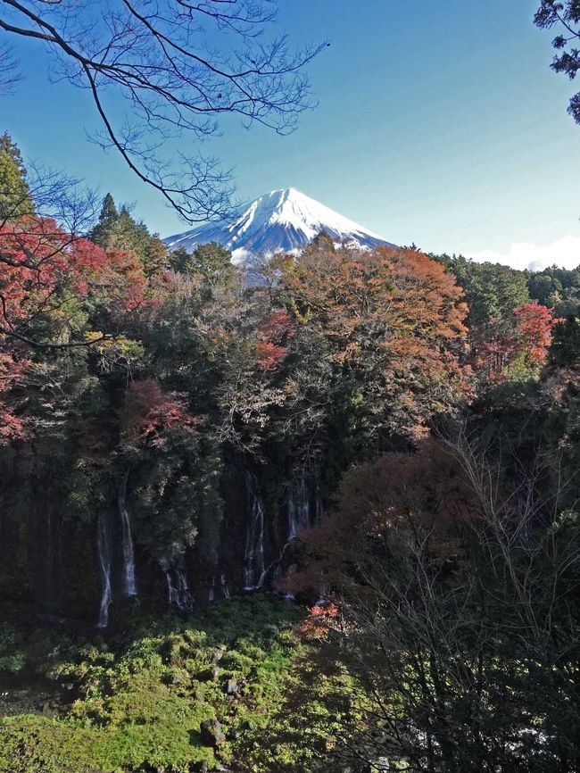 白糸自然公園から白糸の滝周辺を探索してきました。<br /><br />・白糸の滝は…<br />富士山の伏流水が溶岩壁から湧き出る清冽な滝。幅約150m高さ20mの湾曲した絶壁の全面から大小数百の滝が幾筋もの絹糸をかけたように流れ落ち、女性的な美しさとやさしい景観をみせています。源頼朝をはじめ、古来からよく歌に詠まれてきた名所であり、付近には食堂やみやげ物店も並んでいます。国の名勝及び天然記念物です。（“Hello Navi Shizuoka(ハロー ナビ しずおか)”より)<br /><br />・音止めの滝とは…<br />音止めの滝の名前の由来は、かつて源頼朝が挙行した富士の巻狩りの際に、曾我祐成・時致兄弟が父の仇である工藤祐経を討とうとした、その密議をしていたが滝の轟音で話が聞き取れない、そこで神に念じたところ、たちどころに滝の音が止んだという伝説による。曾我兄弟は見事に本懐を遂げた。 (ウィキぺディアより)<br /><br />※位置情報は、ブログ内ではあまり表示できませんでした。<br />大まかですが、ブログ最後に画像で表示しています。<br /><br />★富士宮市役所のHPです。<br />http://www.city.fujinomiya.lg.jp/<br /><br />★Hello Navi Shizuoka(ハロー ナビ しずおか)のHPです。 <br />http://hellonavi.jp/<br /><br />YouTubeをアップしました。<br />・富士山・白糸の滝&amp;紅葉2019.11.29<br />https://youtu.be/Cl7hjXZ-4dc