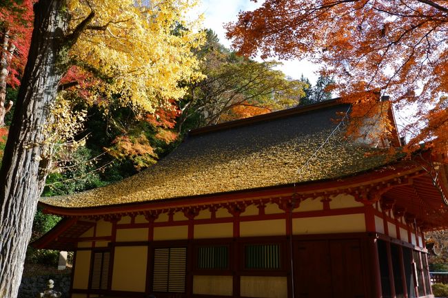 ３年前の秋は京都だけ。去年はプラス奈良。<br />今年はさらにプラス滋賀まで加えて紅葉めぐり！<br /><br />紅葉は終盤なところもあれば、真っ赤なところ、さらにはまだ青いところもあって十分楽しむことができました。<br /><br />行程は以下のとおり<br />１日目　京都めぐり→奈良宿泊<br />２日目　奈良めぐり→奈良宿泊<br />３日目　滋賀めぐり→帰路<br /><br />旅行記その２は二日目の記録。奈良の談山神社、長谷寺、室生寺を巡ってきました。