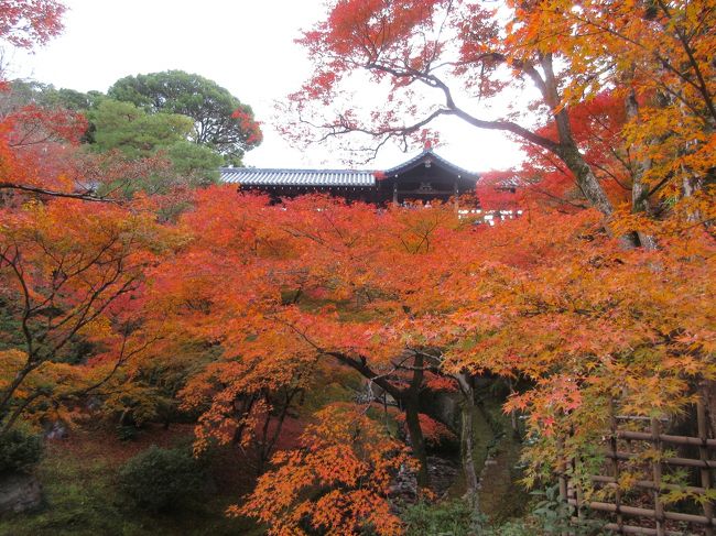 京都に紅葉狩りに行った際に訪れました。<br />大人気の寺院であるため、開門前に訪れた方が良いとガイドブックに書いてあったため、開門の３０分前に寺に到着しましたが、すでに数百人が列を作り開門を待っていました。<br />紅葉は期待通り大変美しく、三ノ橋川沿いのもみじは最盛期を迎え、赤、黄色、オレンジ色に色づいていました。<br />人気の場所は大変な混み合いで、前日までは写真撮影禁止の場所もあったそうです。<br />あまりの美しさに、カメラをどこに向ければよいかわからないほどでした。<br />最盛期は大変混み合いますが、紅葉を堪能するならば訪れるべき寺だと思います。