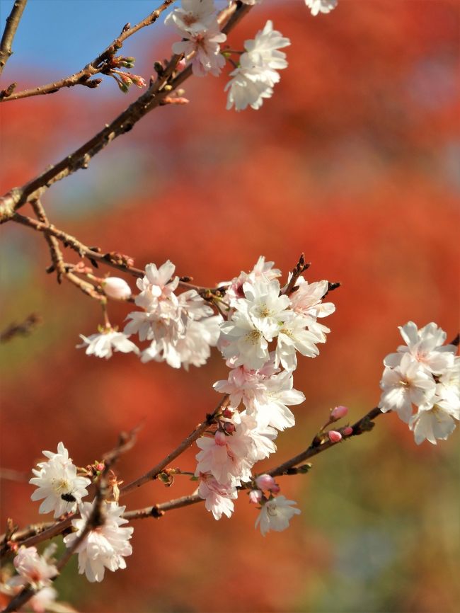 神戸市須磨区の神戸市立須磨離宮公園にはイロハモミジやイチョウ、ラクウショウなどおよそ６００本が植栽されており、例年より少し遅く和庭園やもみじ道などで紅葉が見頃を迎えている。<br />陽光を浴びて鮮やかに輝く紅葉が遊歩道を行く人たちを包み込み、みどり滝の近くではジュウガツザクラが満開で紅葉の朱と見事なコントラストを見せていた。