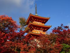 ひこの日帰り弾丸トラベラー。今回は紅葉見頃の京都へ行ってきました !!!