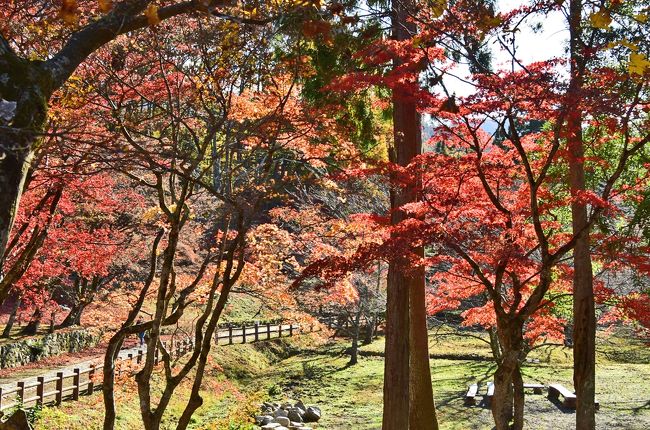 2019紅葉　湖北の鶏足寺・石道寺・意冨布良神社の紅葉（9）