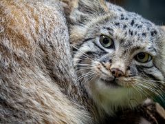 マヌルネコに会いに那須どうぶつ王国へ01