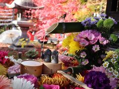京都・さんぽ地図の旅　⑨花爛漫の勝林寺～晩秋の今熊野観音寺