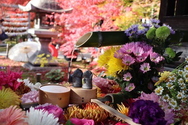 京都・さんぽ地図の旅　⑨花爛漫の勝林寺～晩秋の今熊野観音寺