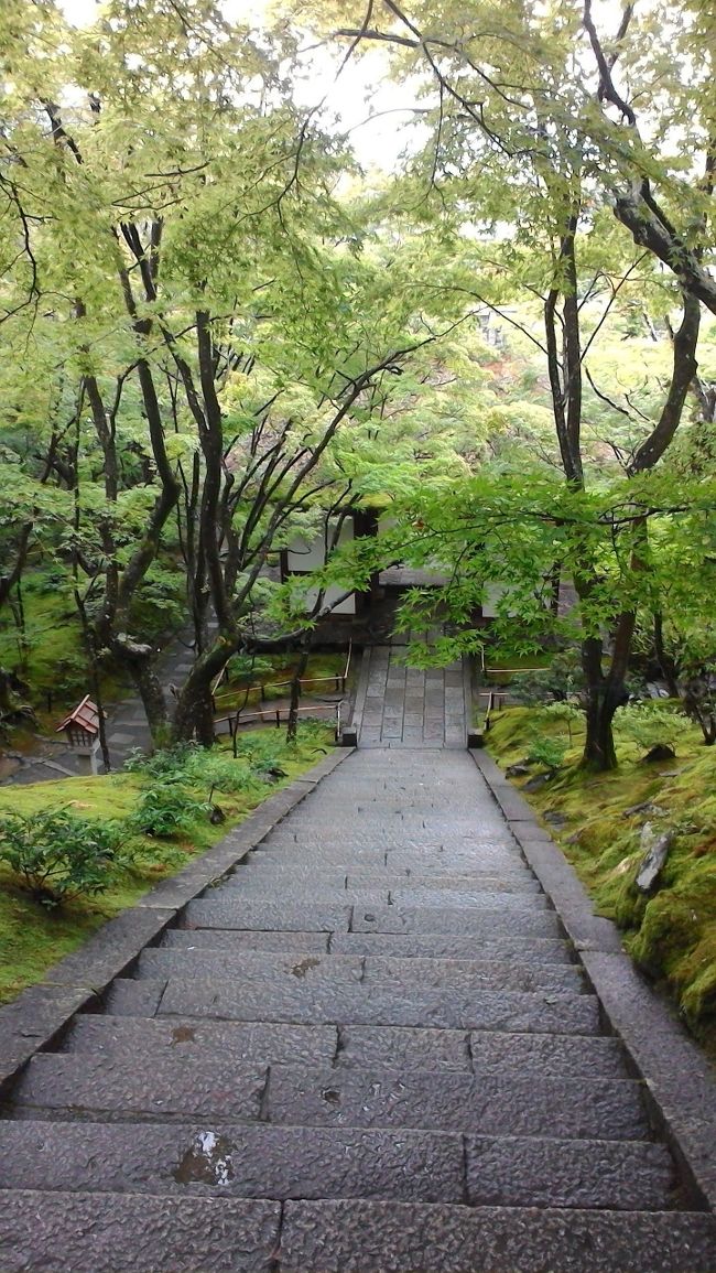 京都旅も第5弾。<br />本当は紅葉の季節にトロッコ電車と保津川下りをしてみたかったけど・・・<br />夏の時期しかお目にかかれない「保津川の鵜飼い」があるではないですか!<br />と、言うことで嵐山へ。<br />この時期ならではの「青もみじ」に心が洗われました。<br />