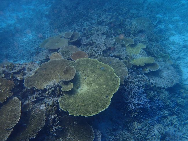 以前から行きたいと思っていた宮古島ですが、<br />ＬＣＣが飛ばない事もあってなかなか決心がつかず。<br />所が今年の3月からジェットスタ－が就航するので、<br />喜び勇んで初宮古を楽しみました。<br /><br />ダイビング以外、シュノーケリングでも八重干瀬を<br />楽しみます。