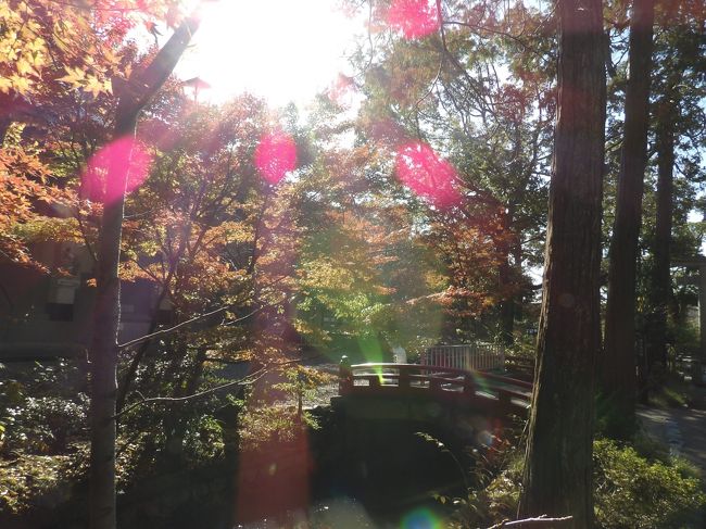 　前回（11/29）に続いて鶴岡八幡宮の紅葉（https://4travel.jp/travelogue/11571498）の具合を確かめた。<br />　今年（2019年）は12月に入って初冬だと言うのに柳原神池の湖畔の紅葉もまだ今少しと言ったところだ。柳原神池に架かる橋の上では6、7人のアジア人のグループが橋を塞いで紅葉の写真を撮っている。迷惑なことだ。尤も、外国人であるアジア人でなくても、日本人も老いも若きも狭い歩道であっても2、3人と幅一杯に横に並び、すれ違うことができなくしている。こうしたことは平成の時代に入ってから気になるようになったことである。おそらくは学校でも1番目、2番目などの順位を付けるのではなく、全員横並びなどと言われたことによるのか、あるいは、単に学校でも各家庭でもそうした歩道、あるいは道一杯に広がっては他の通る人たちの迷惑になるということを教えたり、そうした躾けをして来なかったからであろうか？<br />　柳原神池の湖畔の紅葉もまだ今少しと言ったところであったが、鎌倉国宝館前は紅葉がもう見頃だ。白旗神社の参道を通る人が皆この紅葉を見て、折角だからと写真を撮っている。同じ鶴岡八幡宮の境内とはいえ、紅葉の具合には多少は時期の違いが出てくるものだ。<br />（表紙写真は鎌倉国宝館前の紅葉）<br /><br />