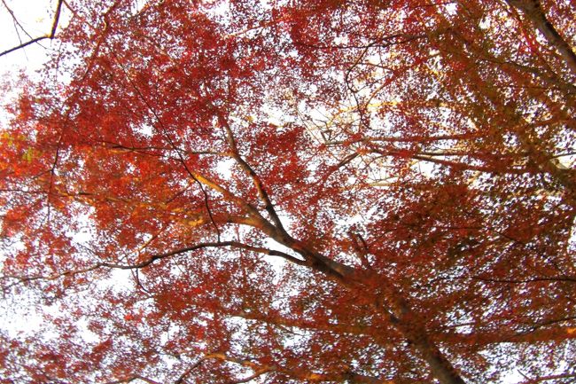 　獅子舞谷の紅葉を見て（https://4travel.jp/travelogue/11573375）、天園から閉鎖中のハイキングコースを通って明月谷に下りるつもりでいた。明月谷から上ってきて獅子舞谷に下りて来ている人の話では、倒木した木を1本潜りぬければ他は大した障害もないということである。あるいは、横浜自然観察の森から入って市境広場を通ってやって来ている大勢のシニアのグループにも出会った。<br />　ゴルフ場からの三差路前にあるトイレまで行くと勿論「ハイキングコース閉鎖中」の看板が立っている。しかし、この看板が気になった。引き返して獅子舞谷に戻り、永福寺跡から鎌倉宮に出て、街中を通ることに帰り道を変更した。<br />　獅子舞谷で油を売り、峠の茶屋跡でも油を売り、気付いてみれば弁当を食べそこない、既に2時半を回っていた。それだというのに、峠の茶屋跡に戻ると、看板を立てているボランティアの人がおり、またまた油を売ってしまった。陽も傾き、4時を回っていたのでもう下りる時間だ。そんな訳で、夕方の日没直前にまた獅子舞谷の紅葉を見て帰ることになった。<br />　日没前は富士山のシルエットがはっきりと見える。しかし、冠雪は分からない。また、紅葉も夕日で輝いて昼の色とは違って見える。そして、日没際には谷なので陽は次第に差さなくなって暗くなってくる。<br />　そんな中、獅子舞谷を上って来る男性がいる。「どちらまで行かれます？もう直ぐ日没になりますよ。」「市境広場から直ぐに下りるつもりです。」<br />　私も獅子舞谷入口の切通辺りからは足元が暗かった。亀ヶ淵奥の切通を出た辺りからはもう夕闇が迫りつつある状態である。果たして先の市境広場まで無事に着けたのであろうか。おそらくは町に下りたのは暗くなってからのことであろう。<br />（表紙写真は日没前の獅子舞谷の紅葉）