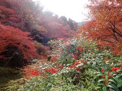 京都　錦雲渓ハイキング+仁和寺