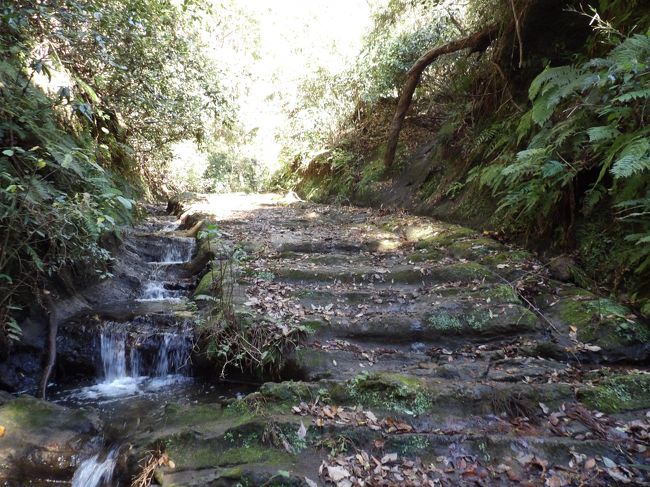 　一昨日（12/2）の大雨の後で、まだ二階堂川の水量は初めて目にする水量だ。前回（11/29）は東電変電所まででその奥の谷道の状況を確かめることはしなかったのだが、やはり亀ヶ淵奥の切通から獅子舞谷入口の切通までの倒木等の様子が気になる。<br />　想像していた以上に倒木が目立つが一応は枝などを払ってあるものもあり、通行に支障がないようになっている。ただし、獅子舞谷入口の切通の中にある杉の木の倒木は全くのところ、通行に支障をきたしている。台風後にボランティア（鎌倉市ではボランティアを募ってこうした倒木の処理などを依頼していると聞く）が一度処理した後に大雨か何かで倒木してしまった木であろうか。<br />　例の「通行注意」の看板前では2組のご夫婦がいたので説明した。要は「この先私有地につき通行注意」とは「通るのなら自己責任で通ってください。その際にはくれぐれも注意してください。」という意味であろう。鎌倉市と鎌倉警察署が出しているのであるかられっきとした注意喚起看板である。そして私の説明を聞いて納得して2組のご夫婦は谷を下って行った。<br />　獅子舞谷入口の切通周辺で写真に写り込んでいるお爺さんは藤沢から来たご老人である。杖をつき、足元はおぼつかない感じなのだが、確実に谷道を上って行く。切通の杉の木の倒木も二階堂川を渡って、倒木を潜って進んで行く。毎日歩いているからこの年になっても山に来れるのだろう。<br />　結果、亀ヶ淵奥の切通から獅子舞谷入口の切通までは谷道は全面ぬかるんでおり、冬型になり、大気が乾燥してくれば、通常のぬかるみ程度に回復するであろう。何よりも獅子舞谷入口の切通の中に杉の倒木があり、未処理である。これが通行の妨げとなっており、この倒木が処理されないことには、獅子舞谷に紅葉見物（みみじ狩り）にやって来る多くの人たちが通行することは難しいだろう。常識的には獅子舞谷にもみじ狩りに出掛ける人たちはこの道を通る（この道以外は通行禁止になっている）であろうから、例年とは違って往復通ることになる。まずは、この杉の倒木を速やかに処理されることを切に希望する次第だ。<br />（表紙写真は亀ヶ淵奥の切通）