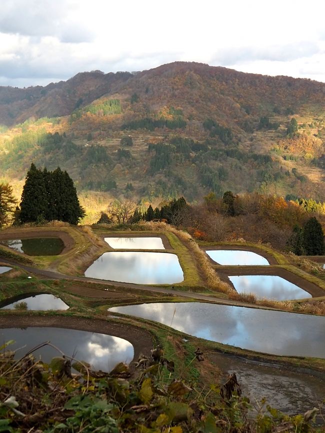 　越後平野も１１月にはいると山間部から冬の空気を感じる時期になり、冬(雪)囲いの準備が始まります。山々から紅葉が始まり、何とも言えないゆったりとした気持ちになる季節でもあります。今年も新潟県内の紅葉をめぐってきました。<br />　初日は柏崎市の「松雲山荘」(  https://niigata-kankou.or.jp/spot/6038   )に向かい、その後、弥彦村の「もみじ谷」(  https://niigata-kankou.or.jp/spot/7482  )その後、長岡市越路町の「もみじ園」(   https://niigata-kankou.or.jp/spot/5910  )を回りました。次は、長岡市の「悠久山公園」(  https://niigata-kankou.or.jp/spot/5869  )そして十日町市の「美人林」(   https://niigata-kankou.or.jp/spot/10084 )を回り、次は長岡市の「山古志」(  https://yamakoshi.place/ja/archives/about-yamakoshi/  )そして「小国森林公園」( https://niigata-kankou.or.jp/spot/9794   )と回ってきました。場所により例年より美しい所もあり時間を忘れさせてくれる所もありました。