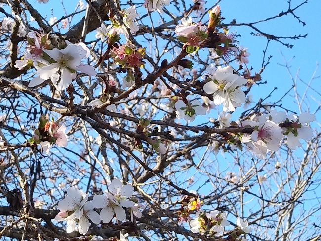 初めて冬桜がたくさん咲いている景色を見ました。この冬桜は、ヤマザクラとマメザクラの雑種と推定されています。花は、一重小輪で、直径が2,5cmで白色から淡紅色をしています。11月から12月、及び4月に咲きます。寒気が強くなると木に張り付くように花びらがしぼんでいくそうです。よって、結実はしません。春に咲く場合は、実がなり、種子ができます。冬桜は高さ５～７mほどの箒状で、早生種のため、２～3年で花が咲き、しかも病気に強い。<br />冬に咲くというと、寒桜を思い浮かべますが、それとは異なります。<br />十月桜は、コヒガンザクラ系の桜で、十月に開花し、冬桜より濃いピンク色の花をつけます。