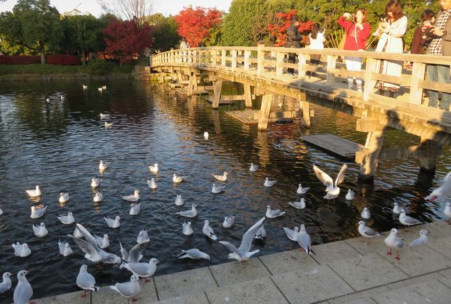 2019初冬、熱田・白鳥の紅葉(4/5)：白鳥庭園、紅葉、ユリカモメ、カルガモ、堀川、川鵜