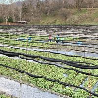 安曇野の大王わさび農場
