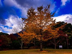 南立石公園の紅葉　2019