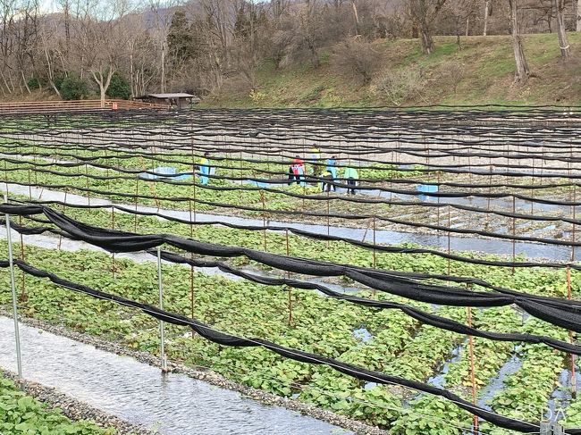 天気が良く安曇野の大王わさび農園までランチを食べに出かけた。思いのほか大きな農場で大型の駐車場があり観光客向けの施設でした。農場内にはレストランやフードコートや散策路が整備されてました。世界最大（15ha）のわさび田、大王わさび農場らしいです。シーズンオフの平日のためか、ほとんど人はいなかったです。