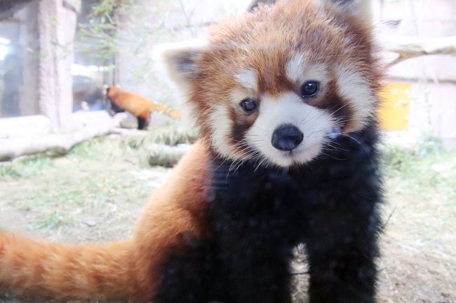 冬前に那須どうぶつ王国再訪 ２ アジアの森とカピバラの森 赤ちゃんカピと温泉 初雪積もったレッサーパンダ展示場の栄作与作 屋内はダイズ ジジ 那須 栃木県 の旅行記 ブログ By まみさん フォートラベル