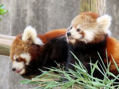 西山動物園　たくさん食べて大きくなあれ！！小柄でもやんちゃなニーコちゃん＆令花ちゃん！！ そして、頑張るまつばママ！！