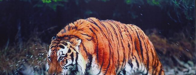 バングラデシュ 旅行 クチコミガイド フォートラベル