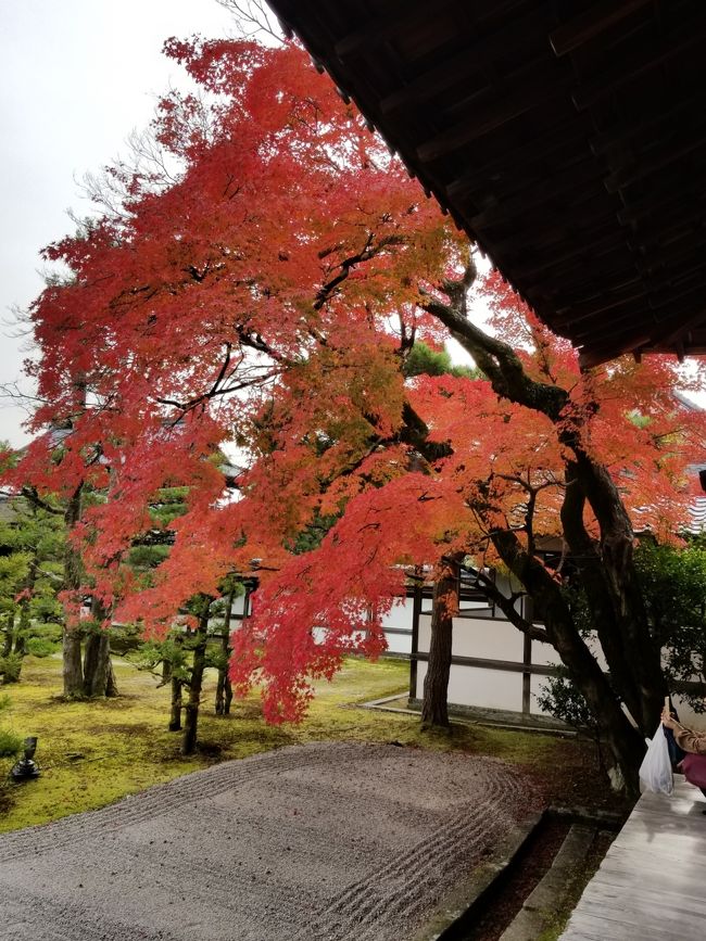 今年も錦秋の京都へ、いざ出発。京都はいつ訪れても大混雑。ストレスなく移動するには電車を乗り継いで、てくてく歩くに限る！　今回はメジャー所でない神社仏閣を回る予定です。