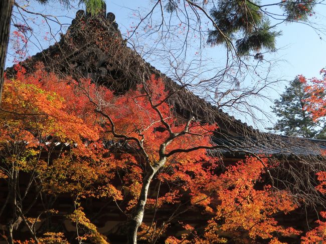 (写真は神護寺）<br /><br />　今年も遅ればせながらやって来ました晩秋の京都。今回は3泊4日と急ぎ旅です。洛北を中心に紅葉を追っかけます。<br /><br />　・烏丸を四条の風が吹き抜ける<br /><br />　・神護寺の紅葉を敷いて大師堂<br /><br />　・京モミジ貴船の床も紅く染め