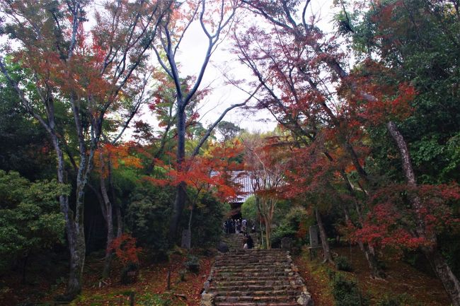 昨日の秋の特別公開　東福寺塔頭勝林寺への翌日に<br />黄檗建築と紅葉の参道が見事な洛西の浄住寺へ<br />団体さんも居られましたが入れ替わりで<br />さほどの混雑もなくユックリ紅葉狩り<br />その後<br />近辺の地蔵院（竹の寺）、鈴虫寺、松尾大社まで<br />歩いて道々の紅葉を楽しみました。<br /><br />秋の特別公開<br />2019年11/23(土）～12/8（日）<br />大人600円