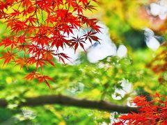 2019紅葉　近江の隠れた紅葉名所【胡宮神社】（10）