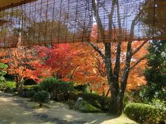 秦野戸川公園の紅葉　2019