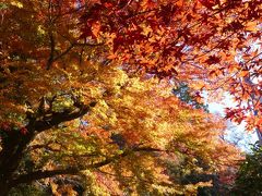 「唐沢山城跡」の紅葉_2019（2）_１２月４日は見頃継続中、とても綺麗でした（栃木県・佐野市）