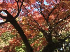 和歌のテーマパークから巨木のテーマパークへ紅葉狩り