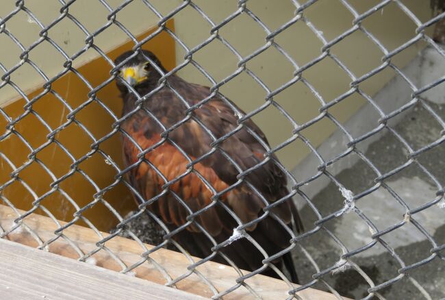 2019秋、掛川城と掛川花鳥園(6/6)：掛川花鳥園(5)：レッドテールホーク、ハリスホーク