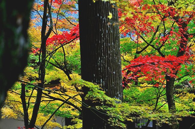 2019紅葉　ゆく秋を惜しみながら、秋色の金剛輪寺（11）